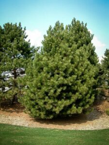 Сосна Чёрная (Pinus Nigra) купить по цене от 270.00р. в интернет-магазине «Посадика» с доставкой почтой в в Армянське и по всей России – [изображение №1].