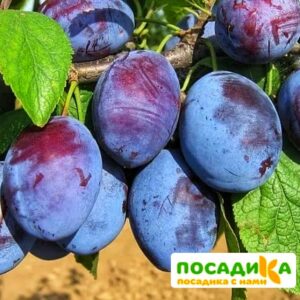 Слива Чачакская ранняя купить по цене от 229.00р. в интернет-магазине «Посадика» с доставкой почтой в в Армянське и по всей России – [изображение №1].