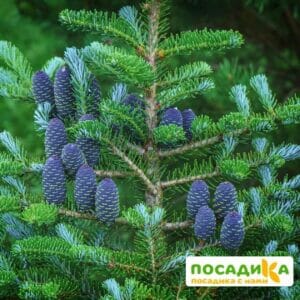 Пихта корейская (Abies koreana) купить по цене от 450.00р. в интернет-магазине «Посадика» с доставкой почтой в в Армянське и по всей России – [изображение №1].