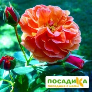 Роза Арабия купить по цене от 350.00р. в интернет-магазине «Посадика» с доставкой почтой в в Армянське и по всей России – [изображение №1].