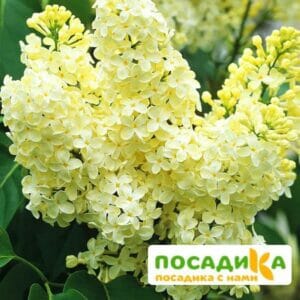 Сирень Примроуз (Primrose) купить по цене от 529.00р. в интернет-магазине «Посадика» с доставкой почтой в в Армянське и по всей России – [изображение №1].