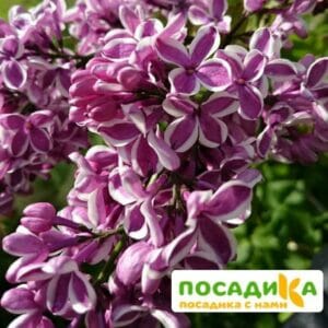 Сирень Сенсация купить по цене от 529.00р. в интернет-магазине «Посадика» с доставкой почтой в в Армянське и по всей России – [изображение №1].