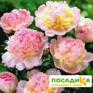 Пион Распберри Сандей (Paeonia Raspberry Sundae) купить по цене от 959р. в интернет-магазине «Посадика» с доставкой почтой в в Армянське и по всей России – [изображение №1].