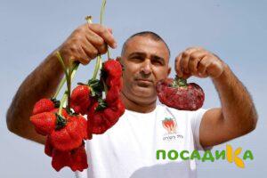 Клубника Гигант Джорнея купить по цене от 266р. в интернет-магазине «Посадика» с доставкой почтой в в Армянське и по всей России – [изображение №1].
