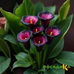 Калла Аура Лейс купить по цене от 400р. в интернет-магазине «Посадика» с доставкой почтой в в Армянське и по всей России – [изображение №1].