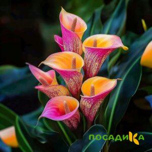 Калла Оникс купить по цене от 450р. в интернет-магазине «Посадика» с доставкой почтой в в Армянське и по всей России – [изображение №1].