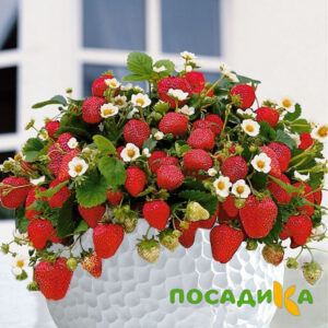 Клубника Рубиновый Шепот (горшечная) купить по цене от 240р. в интернет-магазине «Посадика» с доставкой почтой в в Армянське и по всей России – [изображение №1].