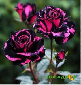 Роза Багровый Шепот купить по цене от 366р. в интернет-магазине «Посадика» с доставкой почтой в в Армянське и по всей России – [изображение №1].