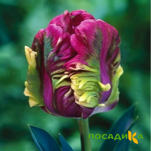Тюльпан Экзотик Хэвен купить по цене от 186р. в интернет-магазине «Посадика» с доставкой почтой в в Армянське и по всей России – [изображение №1].
